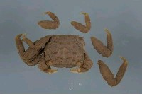 藏品(墨吉泥毛蟹)的圖片